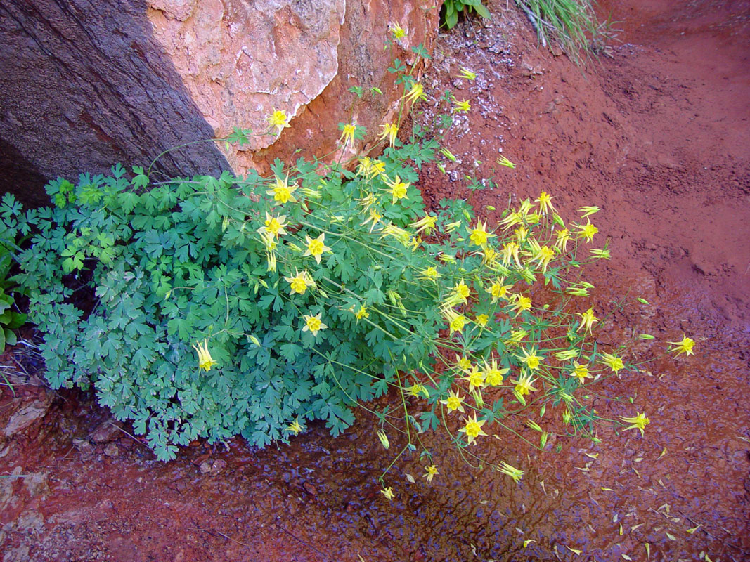 Columbine flowers at Zion