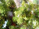 Bristlecone needles