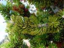 Bristlecone needles