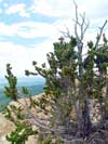 Bristlecone Pine tree