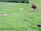 Black-tailed Prairie Dog town