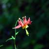 Columbine flower