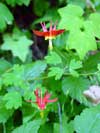 Columbine flowers