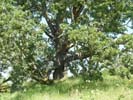 Old Oak tree