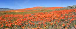 Poppy Preserve