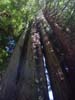 Redwood trees reach for the sky