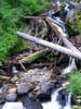 Stream above Wallowa Lake