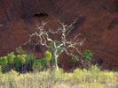 bleached white dead tree