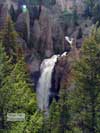 Tower Fall Yellowstone