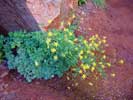 Columbine at Lower Emeral Pools, Zion