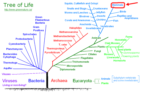 tree of life with mammal twig marked